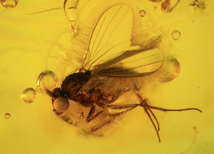 Detailed Fossil Fly (Diptera) In Baltic Amber #87231